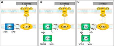 Reconstruction of a Genome-Scale Metabolic Network for Shewanella oneidensis MR-1 and Analysis of its Metabolic Potential for Bioelectrochemical Systems